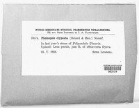 Image of Phomopsis clypeata
